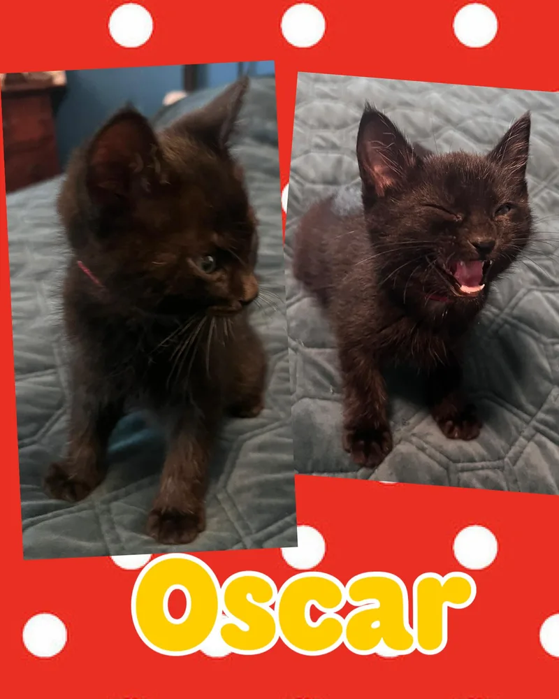 A baby medium-sized male Black Domestic Short Hair cat named Oscar for adoption in Pasco, WA