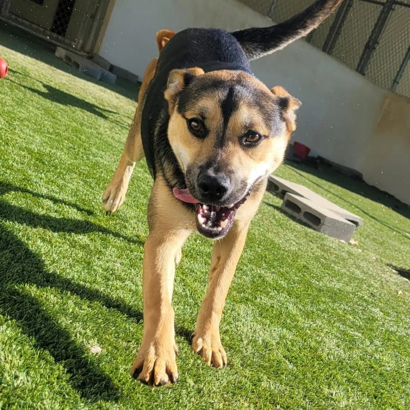 Sweet Pea thumbnail 2