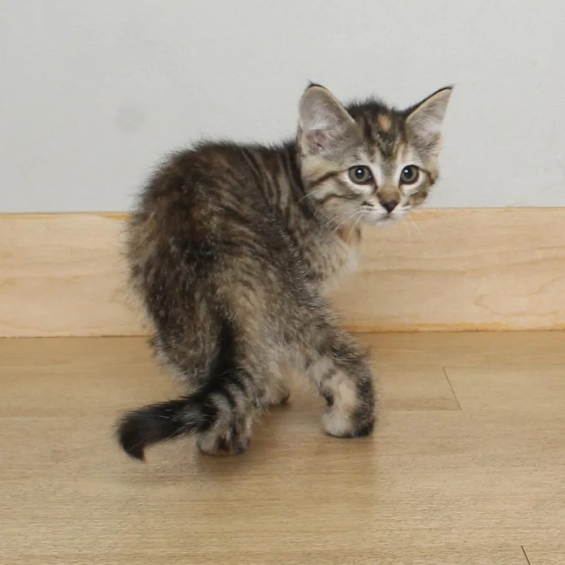 A baby small-sized female Torbie Domestic Short Hair cat named Dotty C for adoption in Minnetonka, MN