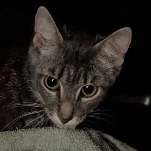 A young medium-sized female Gray / Blue / Silver Domestic Short Hair cat named Ashiey for adoption in Fairport, NY