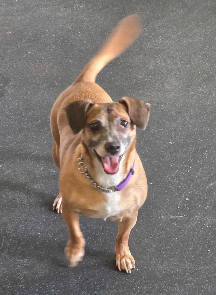 A senior small-sized female Dachshund dog named Daisy for adoption in Crandon, WI