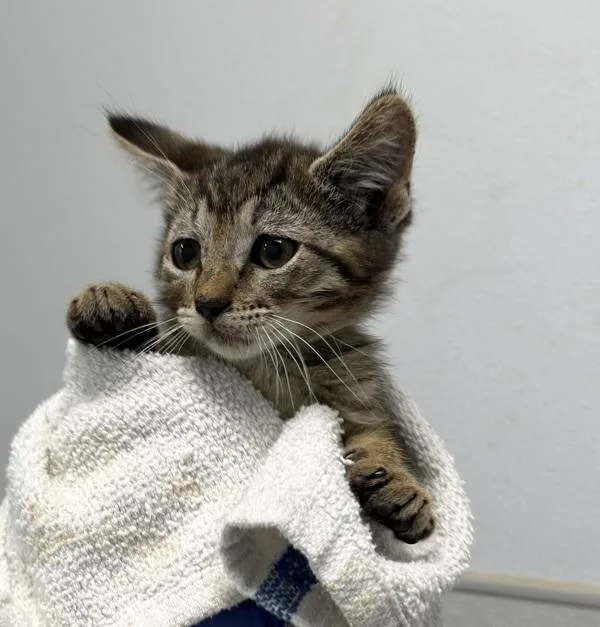 A baby small-sized male Domestic Short Hair cat named Mr Rogers for adoption in El Cajon, CA