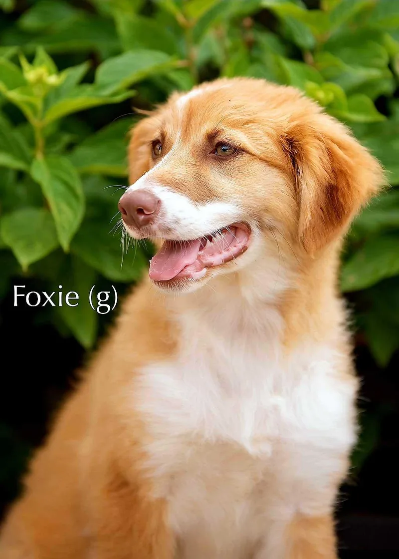 A baby large-sized female Great Pyrenees dog named Puppy Foxie for adoption in Franklin, TN