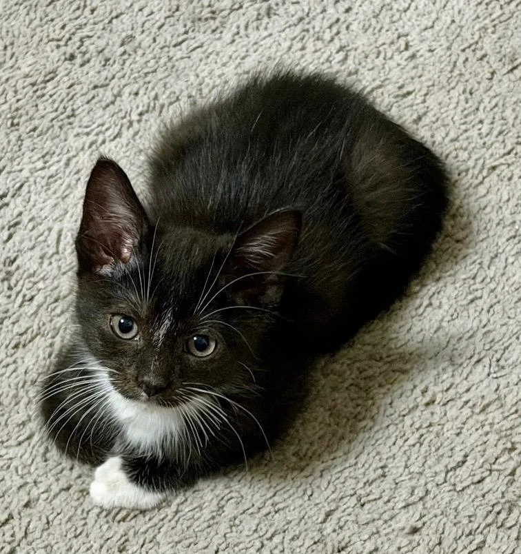 A baby small-sized male Domestic Short Hair cat named Snoopy for adoption in Darien, GA