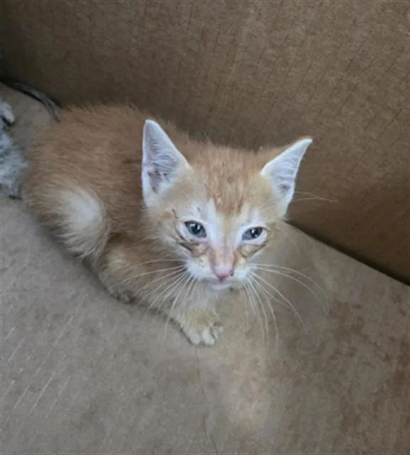 A baby medium-sized male Domestic Short Hair cat named Sunny for adoption in Dallas, TX
