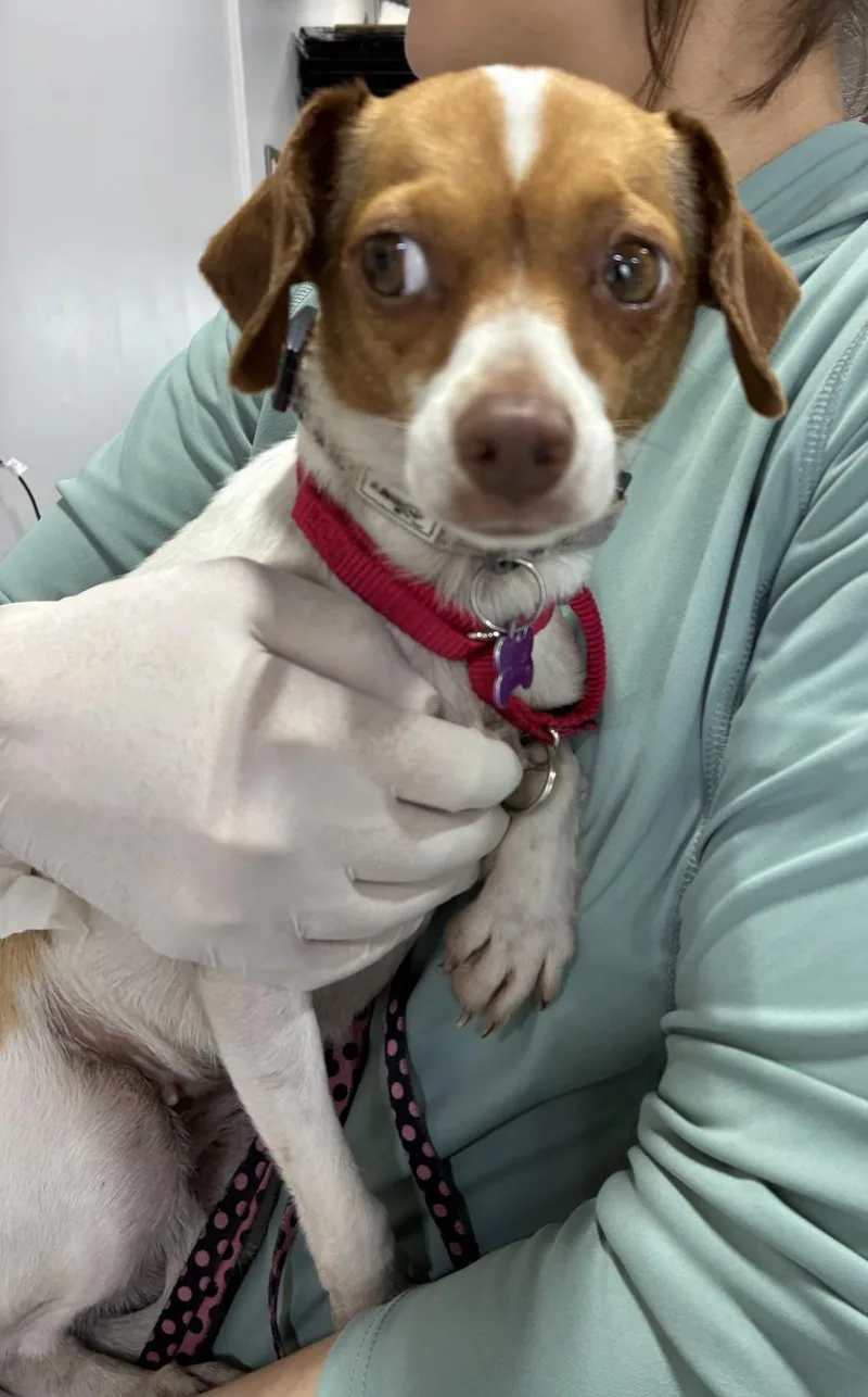 A young small-sized female White / Cream Chihuahua dog named Susie for adoption in Bartlett, IL