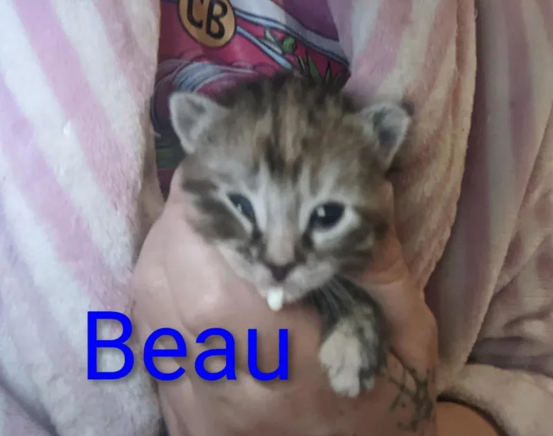 A baby small-sized female Domestic Short Hair cat named Beau for adoption in Ada, OK