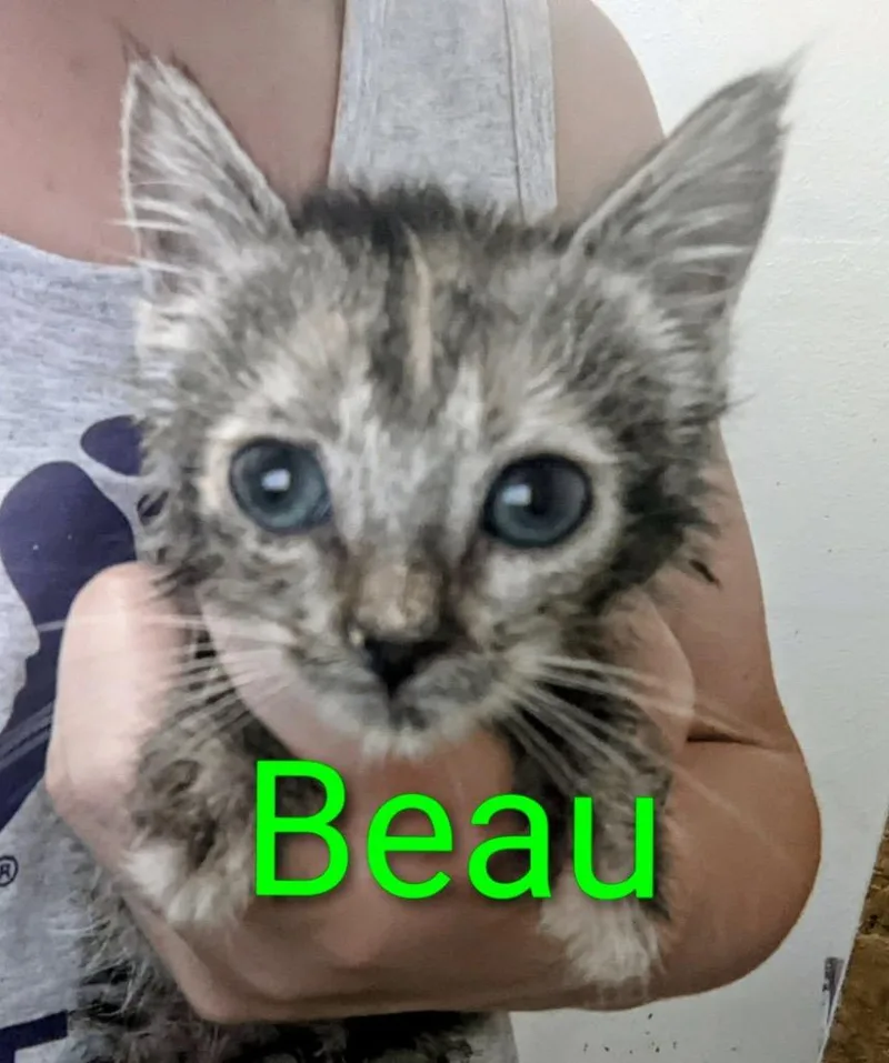 Beau thumbnail 2