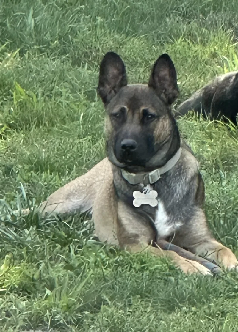 A young medium-sized male Sable Belgian Shepherd / Malinois dog named Ozzy for adoption in Oceanport, NJ