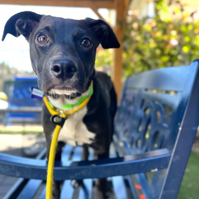 A young medium-sized female Black Mixed Breed dog named PikaPika for adoption in San Francisco, CA