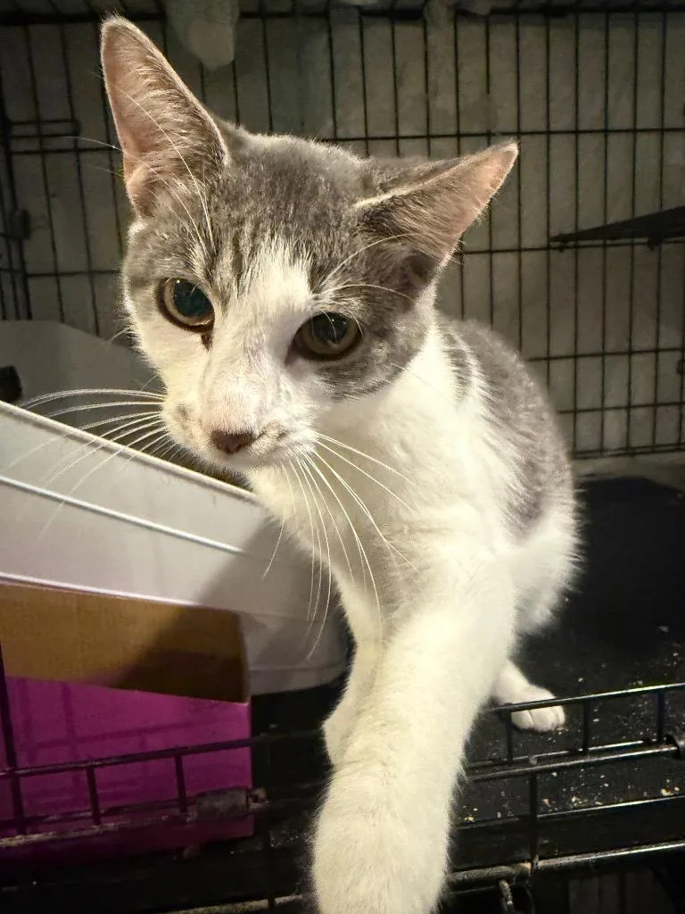 A baby small-sized female Domestic Short Hair cat named Ava for adoption in Syracuse, IN