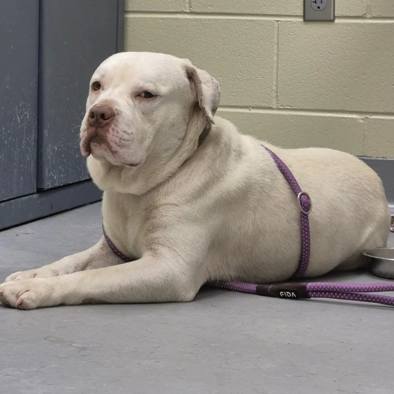 An adult medium-sized male White / Cream Mixed Breed dog named Strayhugginsstreet for adoption in Columbus, GA