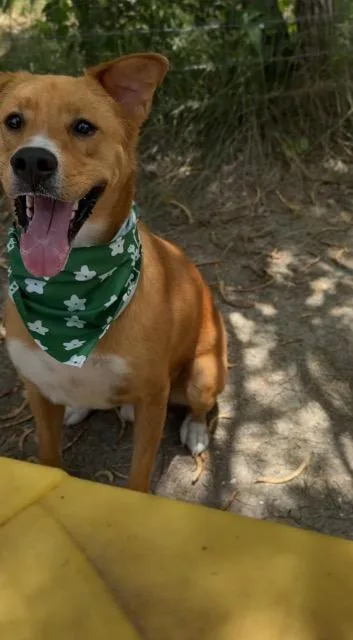 A young medium-sized male Shepherd dog named Micheal for adoption in New Braunfels, TX