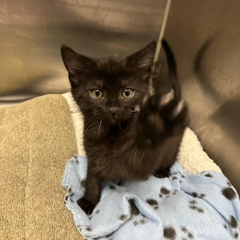 A baby small-sized male Black Domestic Short Hair cat named Sweet Pea for adoption in Long Beach, CA