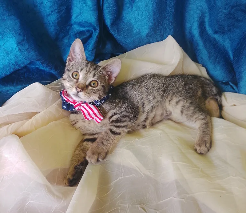 A baby medium-sized female Tabby (Tiger Striped) Domestic Short Hair cat named Martha for adoption in Thorofare, NJ