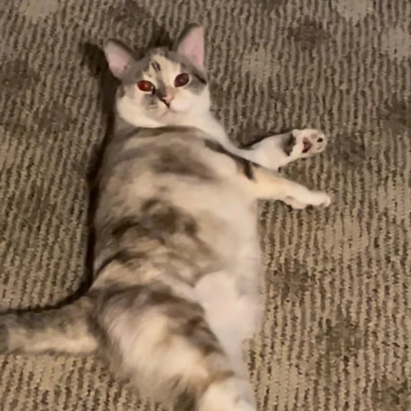 An adult medium-sized female Calico British Shorthair cat named Hubcap for adoption in Centerville, TN