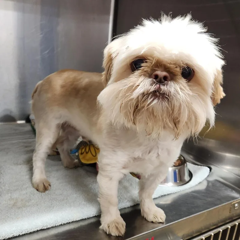 Baby Bruno thumbnail 2