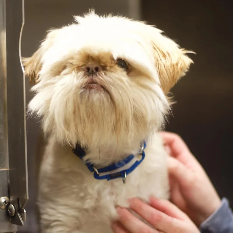 Baby Bruno thumbnail 3