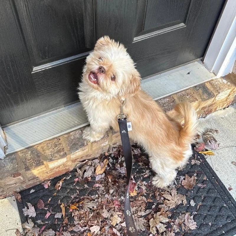 Baby Bruno thumbnail 4