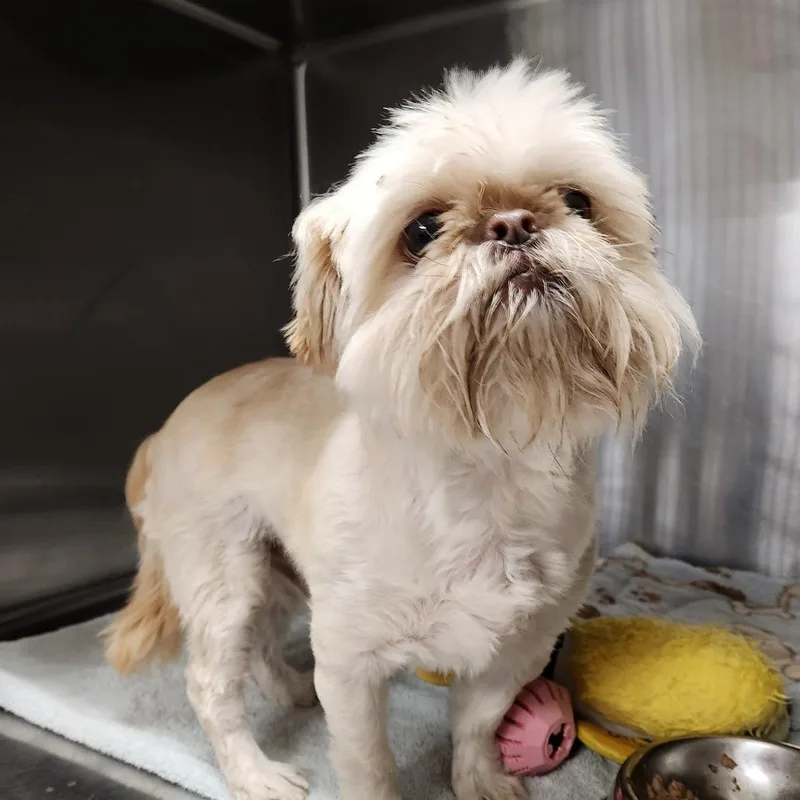 Baby Bruno thumbnail 6