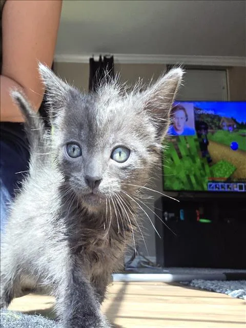 A baby small-sized male Domestic Short Hair cat named Ponder for adoption in Chatsworth, CA