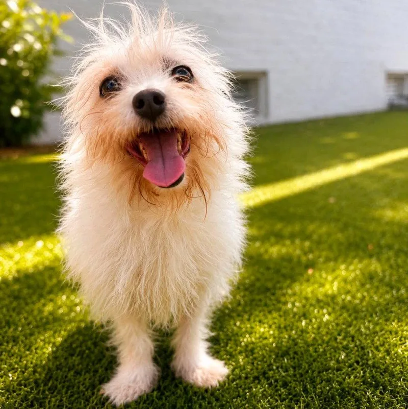 An adult small-sized female Toy Fox Terrier dog named Shelby for adoption in Bloomfield, CT