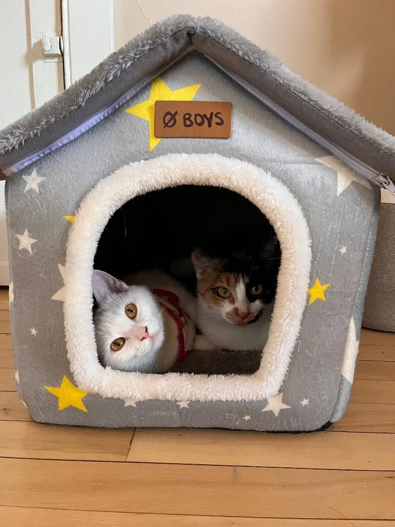 A young medium-sized female Domestic Short Hair cat named Annette  Amber Atkins for adoption in Minneapolis, MN