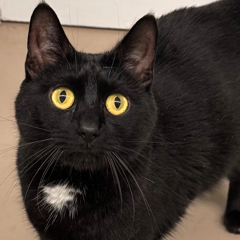 An adult small-sized male Black Domestic Short Hair cat named Grant for adoption in Pittsford, VT