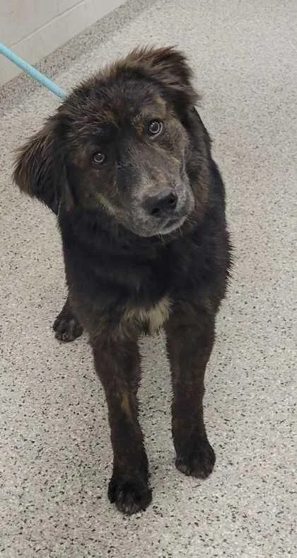 A young large-sized male Black Mixed Breed dog named Braxton for adoption in Kansas City, MO