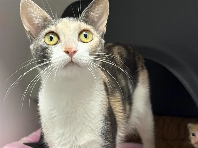 A young small-sized female Domestic Short Hair cat named Honey for adoption in Ontario, CA