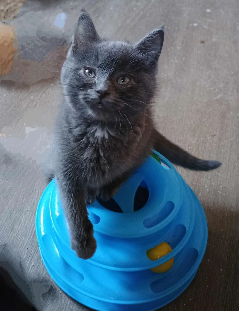 A baby small-sized male Gray / Blue / Silver Domestic Short Hair cat named Pretzel for adoption in Carsonville, MI