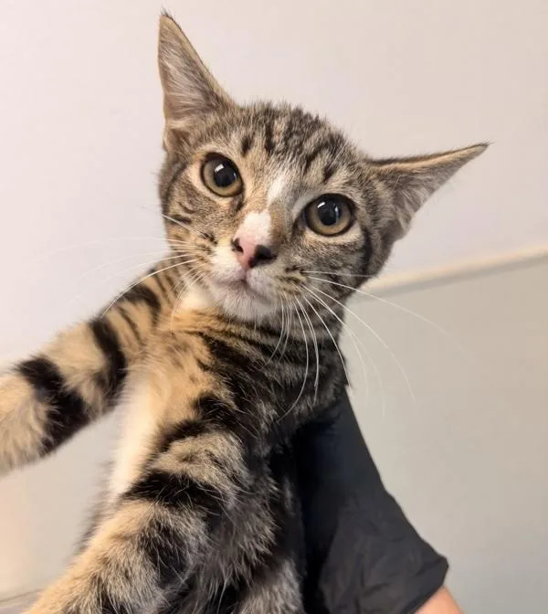 A baby small-sized female Domestic Short Hair cat named Theresa for adoption in San Diego, CA