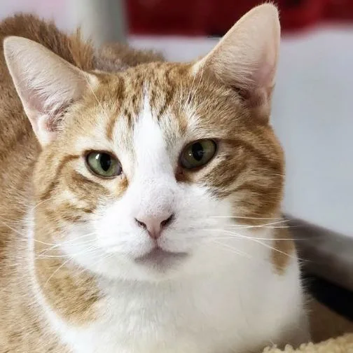 An adult large-sized male Buff / Tan / Fawn Norwegian Forest Cat cat named Billy for adoption in Jackson, MO
