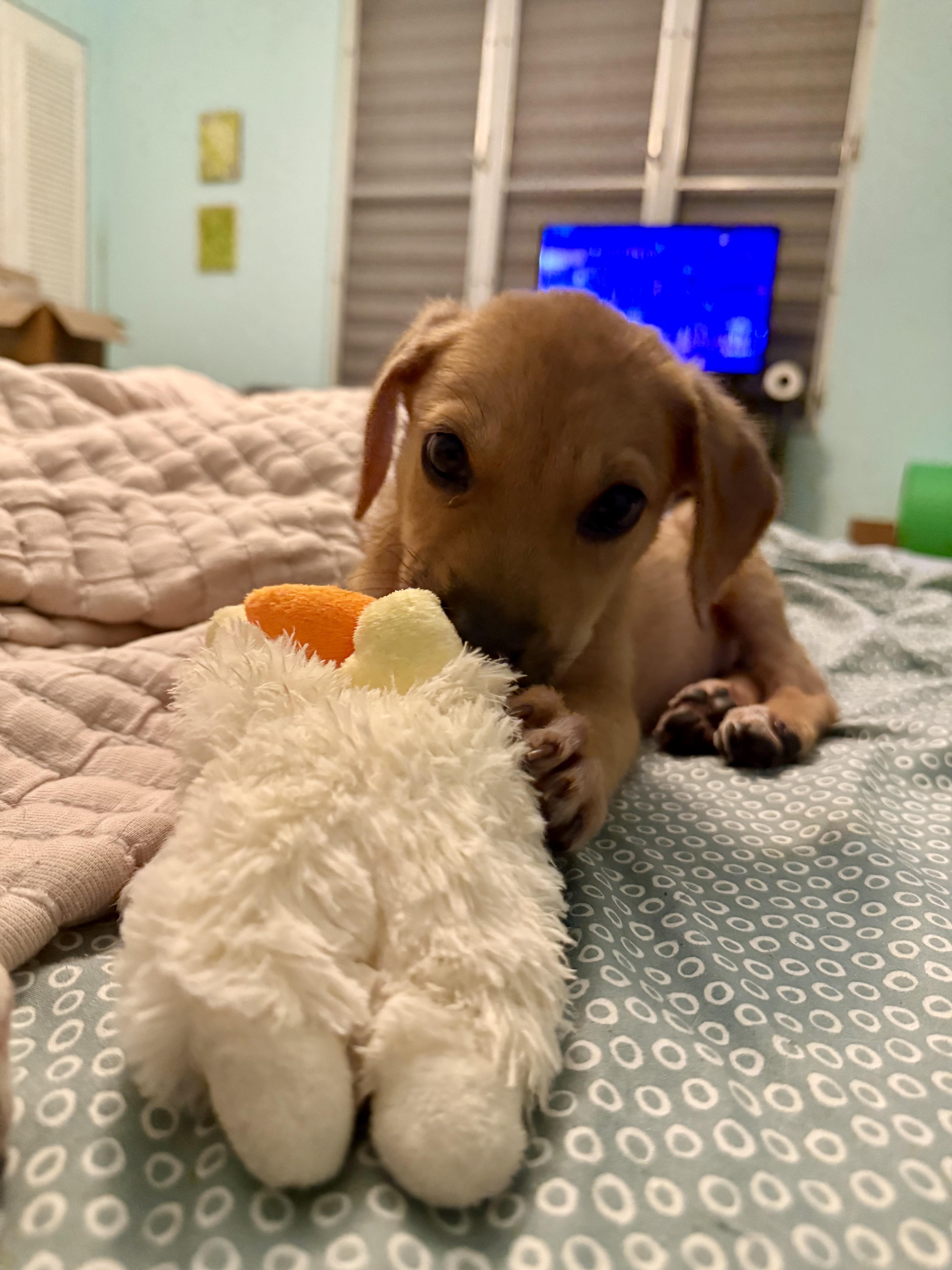 A baby small-sized female Mixed Breed dog named Pepita for adoption in Rincon, PR