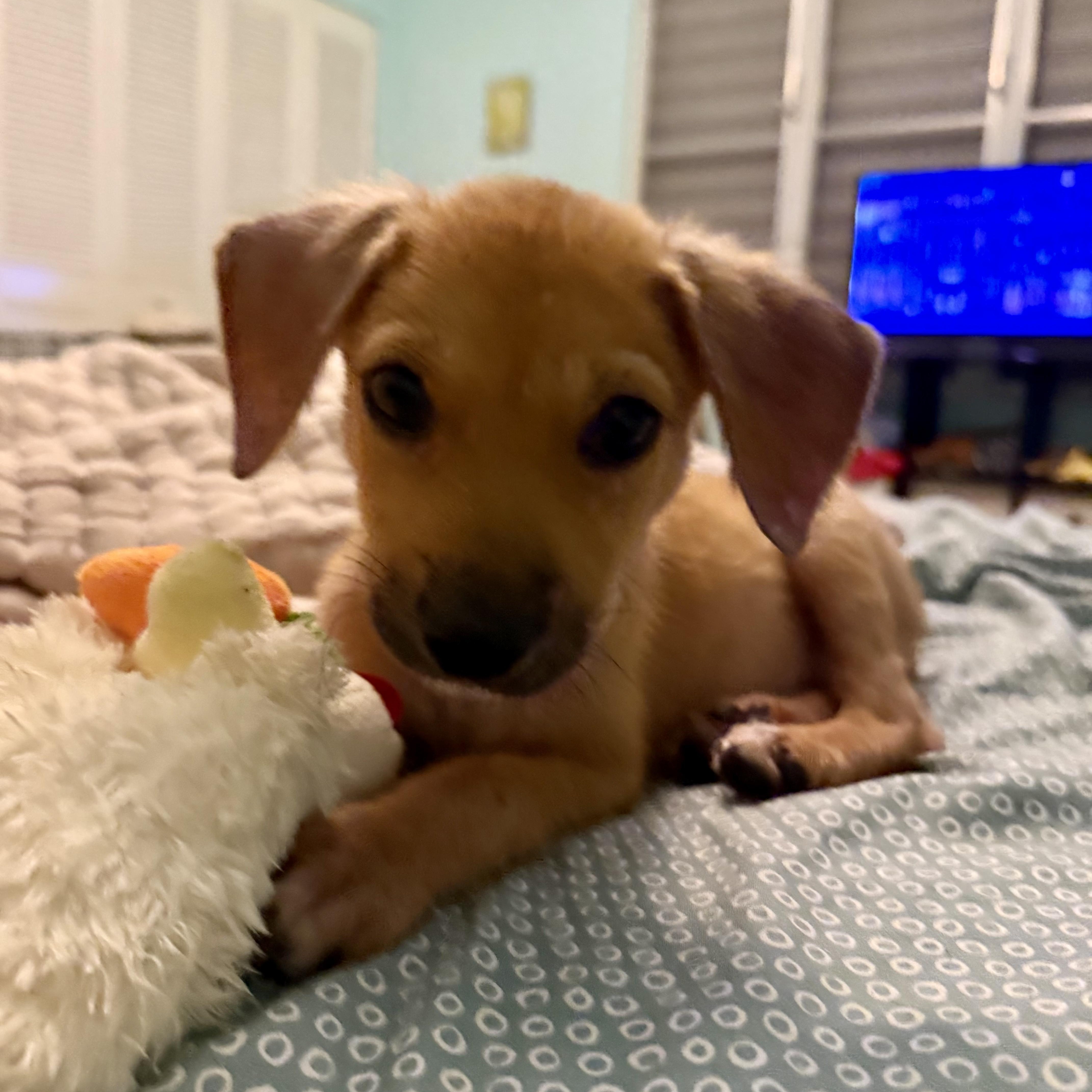 Pepita thumbnail 4
