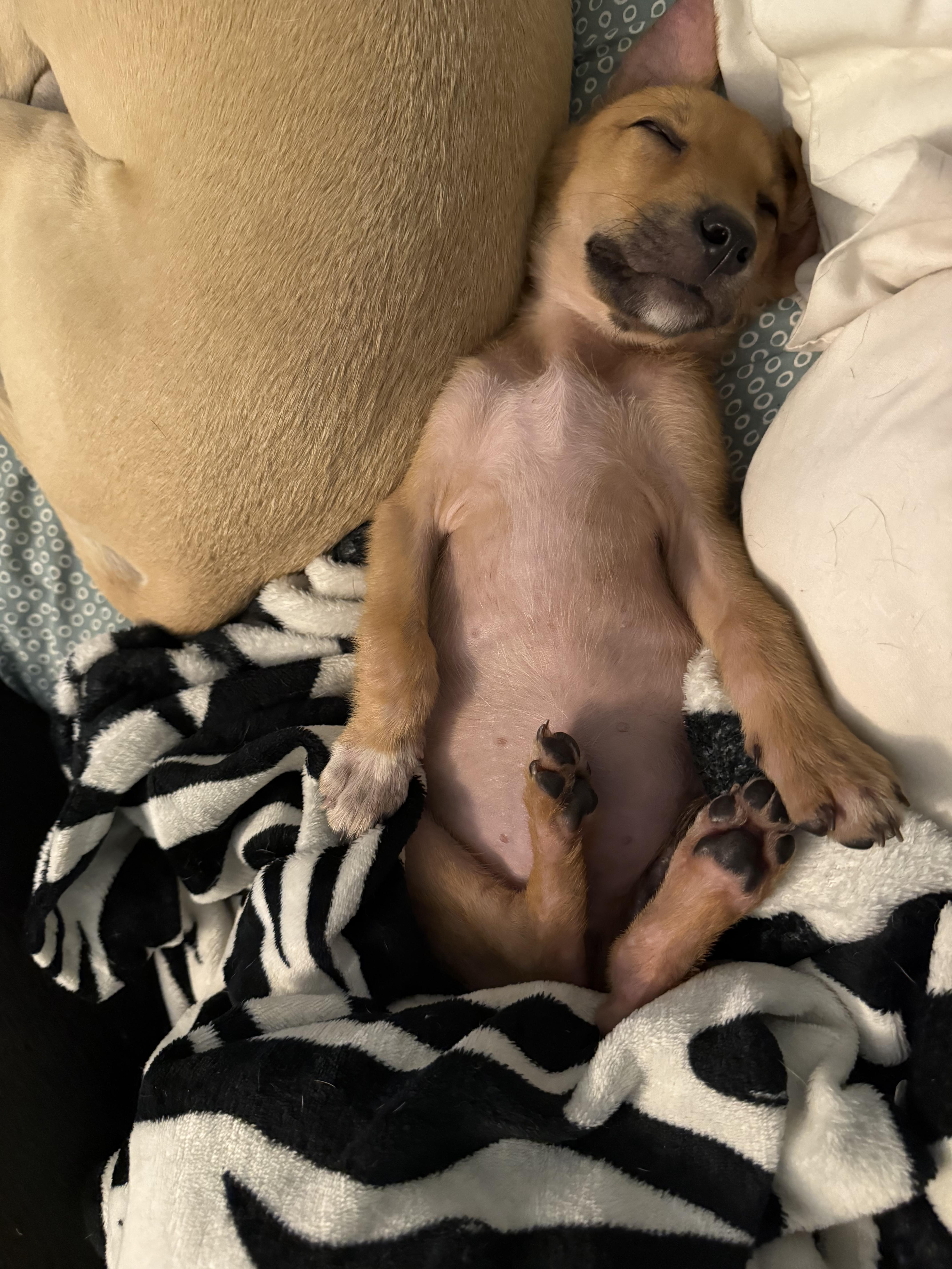 Pepita thumbnail 6