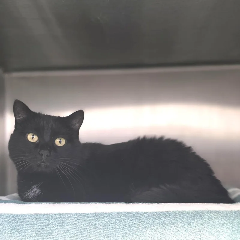A senior large-sized female Black Domestic Short Hair cat named Bianca for adoption in Fort Wayne, IN