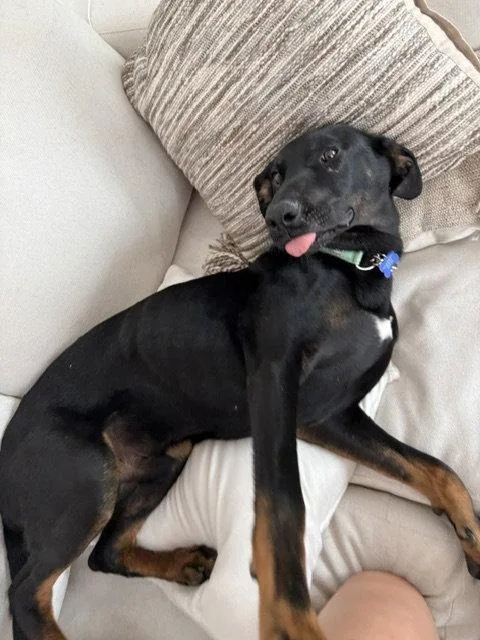 A young large-sized male Doberman Pinscher dog named Edison for adoption in Bothell, WA