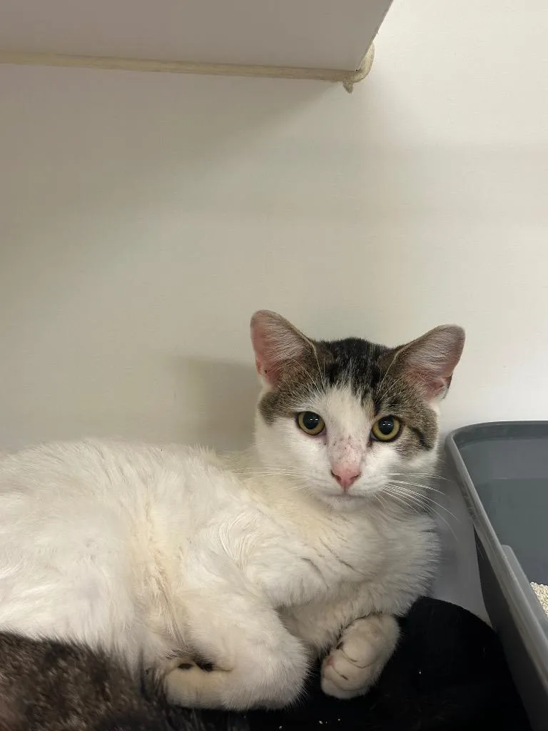A baby small-sized male Domestic Short Hair cat named Alfie for adoption in Johnson City, TN