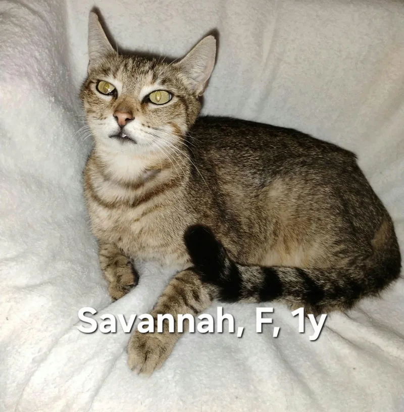 A young medium-sized female Tabby (Brown / Chocolate) Domestic Short Hair cat named Savannah for adoption in Parma, OH