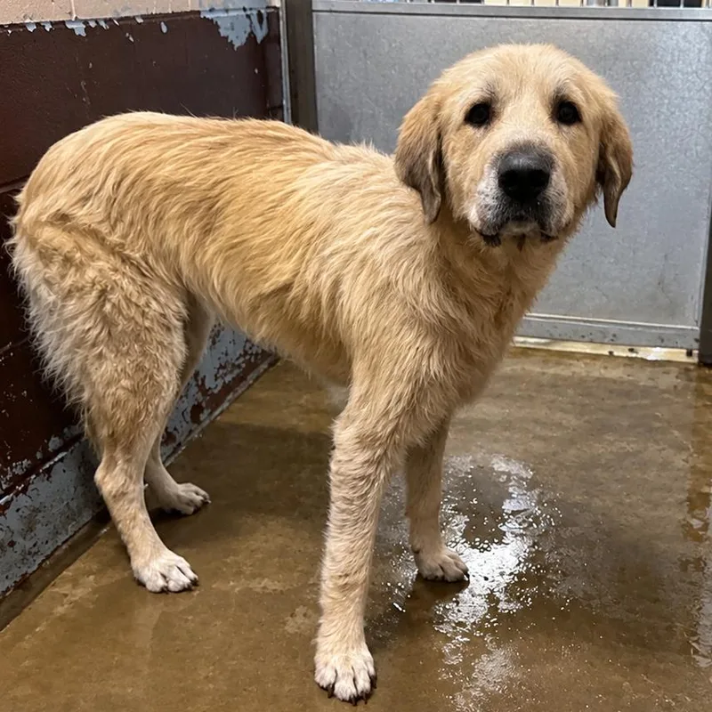 An adult large-sized female Great Pyrenees dog named PBAStray for adoption in Pine Bluff, AR