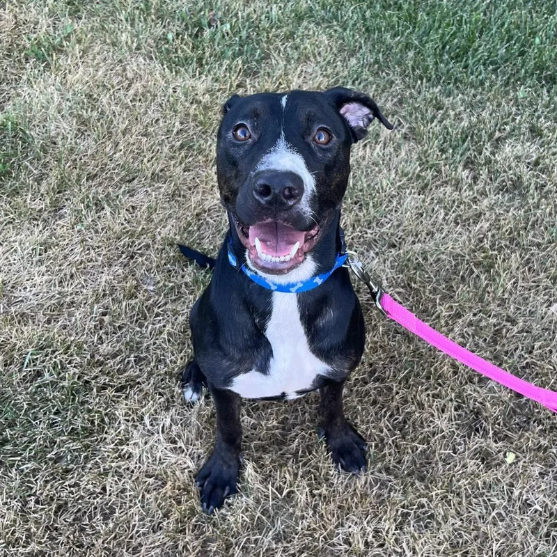 A young medium-sized female Pit Bull Terrier dog named Sky for adoption in Crookston, MN