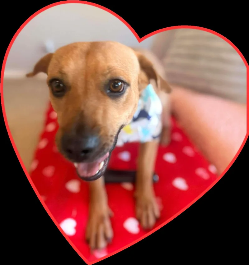 A young medium-sized female Tricolor (Brown, Black, & White) Terrier dog named Lexus for adoption in Corsicana, TX