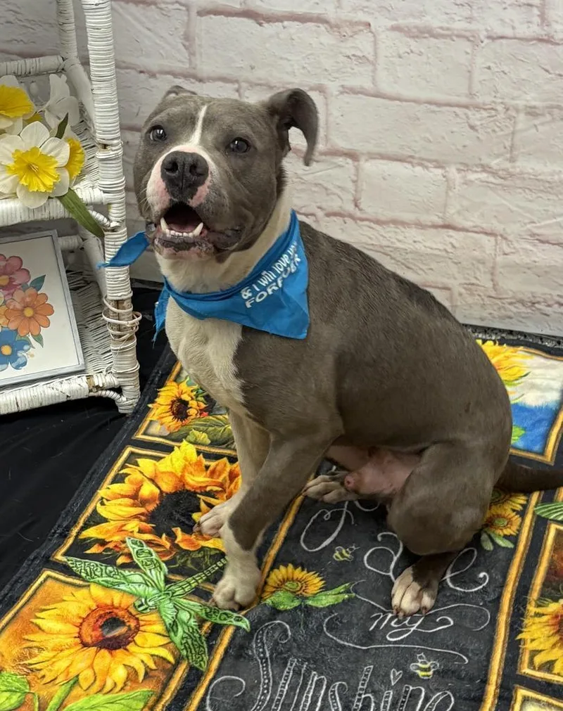 A young medium-sized male Mixed Breed dog named Red Rover for adoption in Detroit, MI
