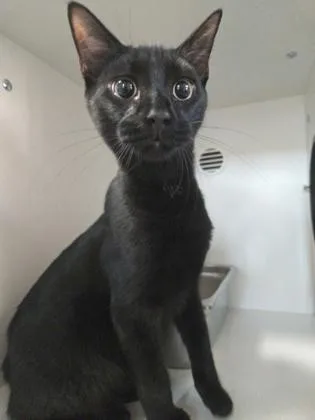 A baby small-sized male Domestic Short Hair cat named Cocoa for adoption in Savannah, GA