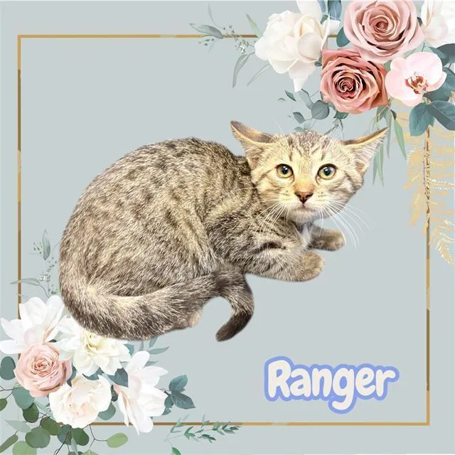 A baby small-sized male Domestic Short Hair cat named Ranger for adoption in Visalia, CA