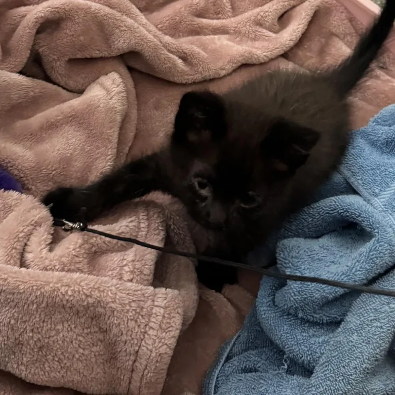 A baby small-sized female Black Domestic Short Hair cat named Bear for adoption in Los Angeles, CA
