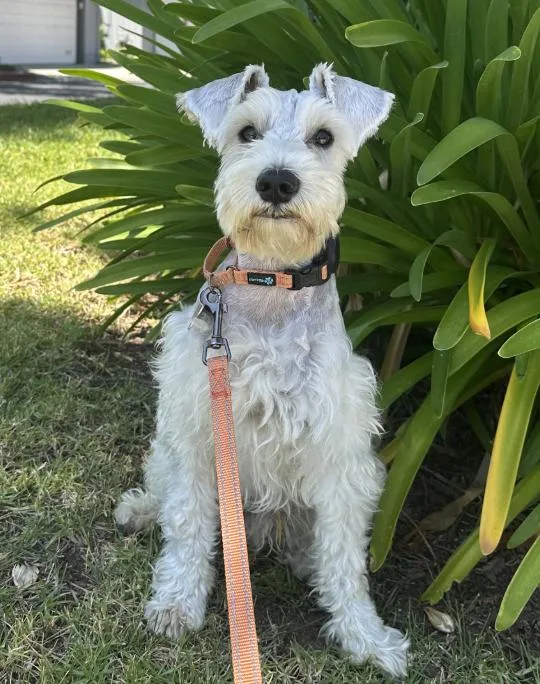 An adult small-sized male Schnauzer dog named Stroopwaffel for adoption in Palo Alto, CA