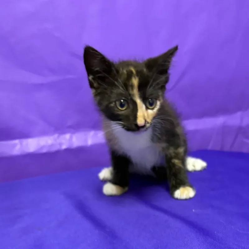 A baby small-sized female Domestic Short Hair cat named Goober for adoption in North Myrtle Beach, SC