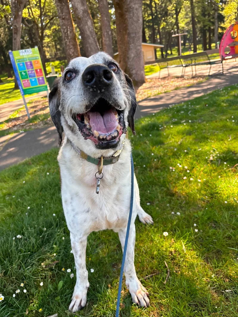 A senior large-sized female Plott Hound dog named Hazel for adoption in Tacoma, WA
